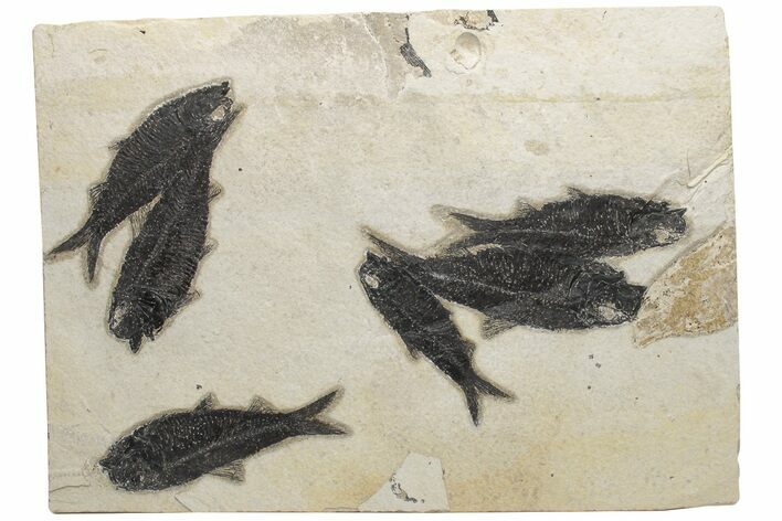 Shale With Six Fossil Fish (Knightia) - Wyoming #211168